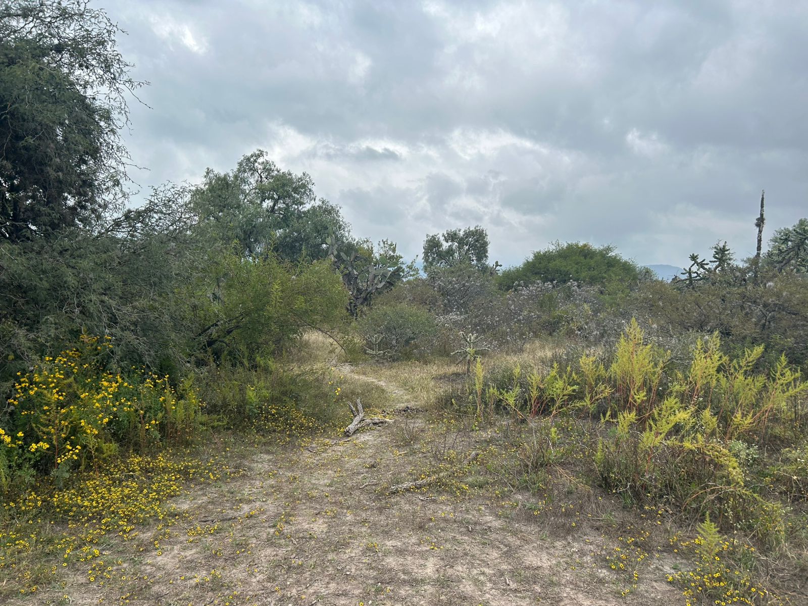 Semarnath activa protocolo de conservación tras reporte de avistamiento de felino silvestre en San Agustín Tlaxiaca