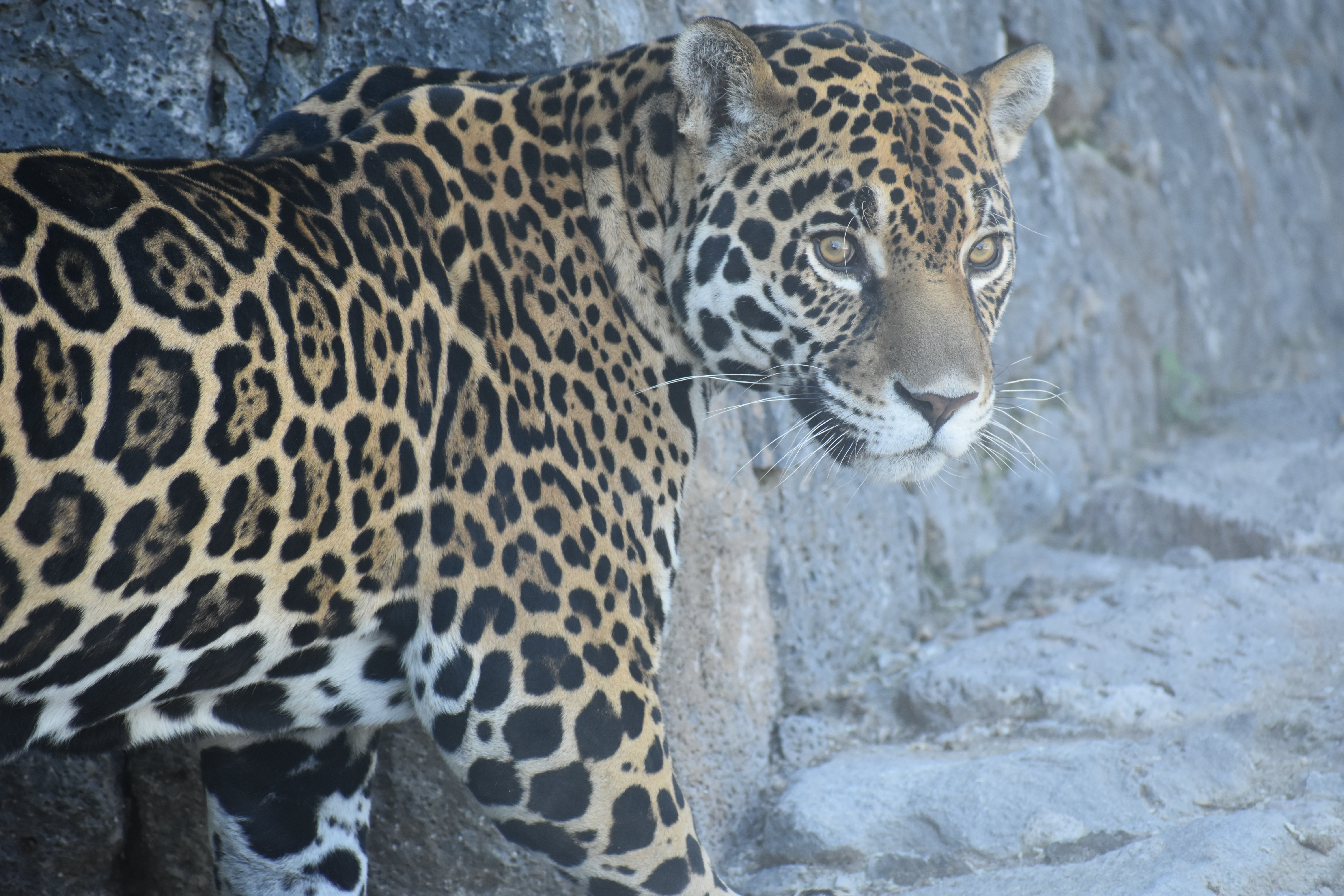 Con sentido de pertenencia, Hidalgo avanza en la conservación del jaguar