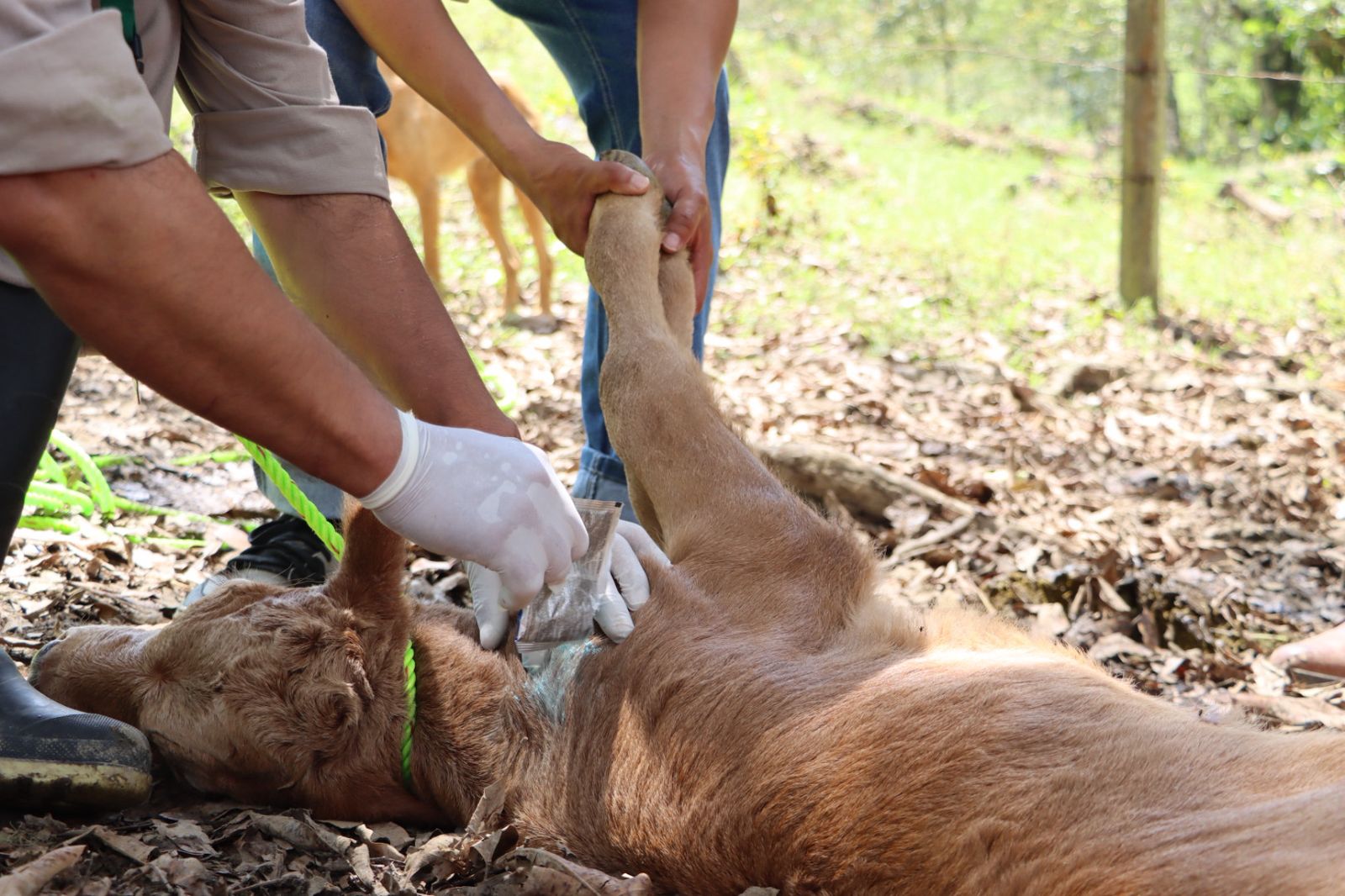 Hidalgo refuerza acciones de atención y control del Gusano Barrenador del Ganado
