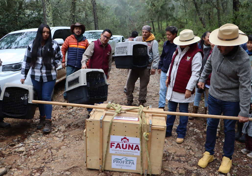 Hidalgo prioriza acciones a favor de su biodiversidad
