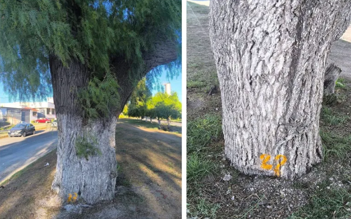 SEMARNATH desmiente tala masiva de árboles en Avenida Fomento Minero